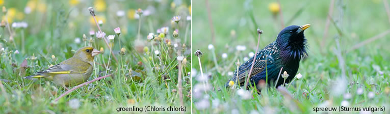 les 5 meilleures mauvaises herbes